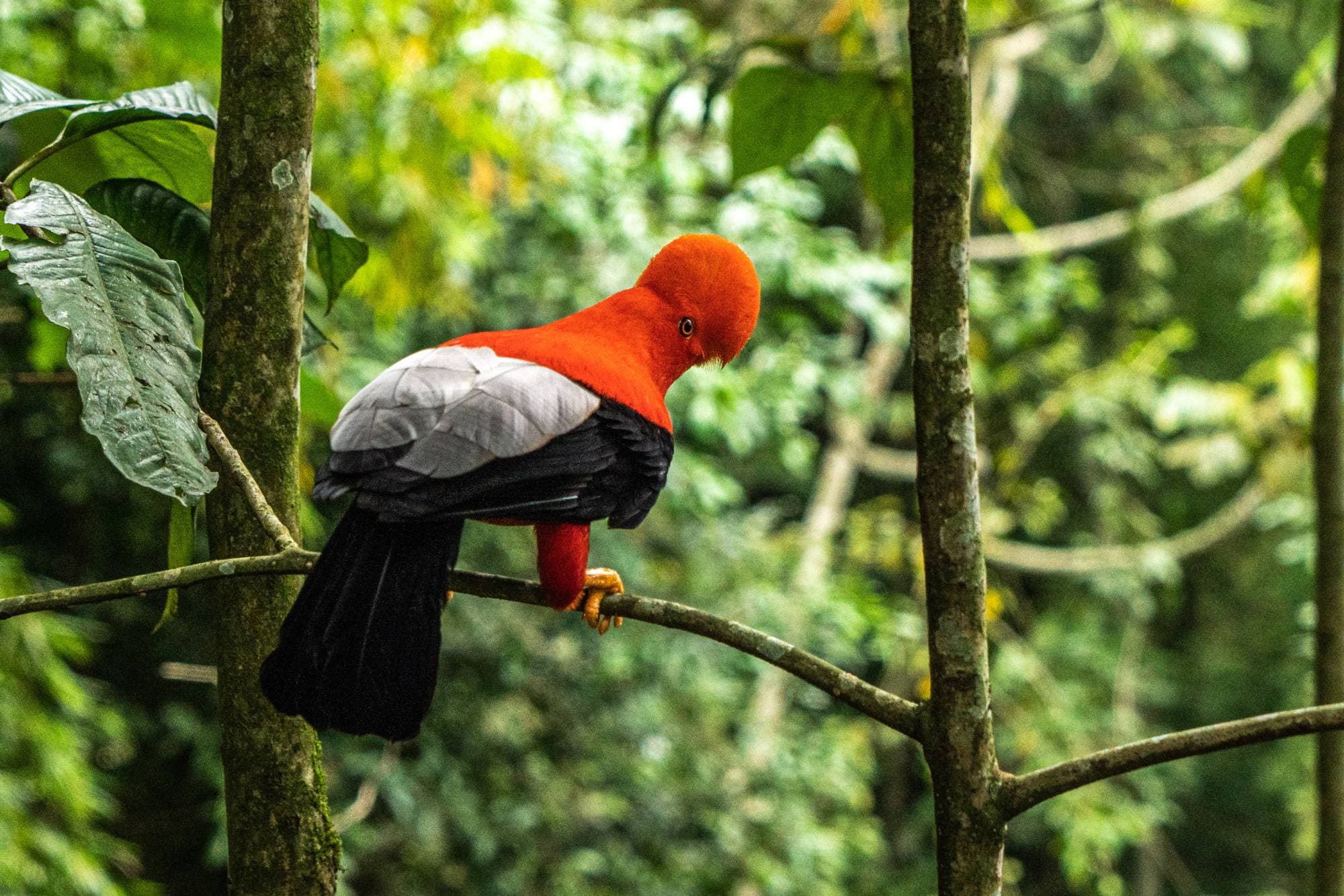 Gallito de roca andino, ave emblemática del ecoturismo en Colombia
